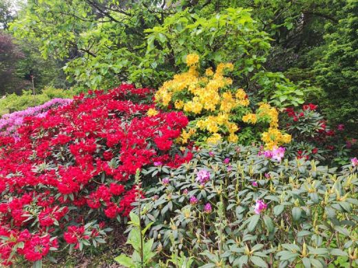 RHODO 2023_Rhododendronpark Hobbie in Westerstede Ostfriesland-Bodenpflanzen