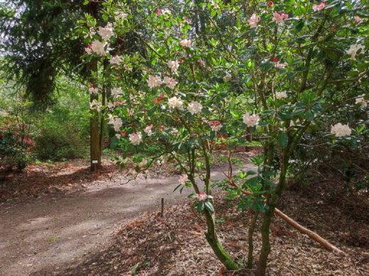 RHODO 2023_Rhododendronpark Hobbie in Westerstede Ostfriesland-Blumenallee