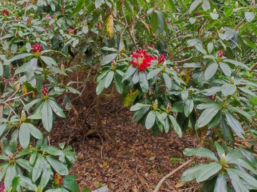 RHODO 2023_Rhododendronpark Hobbie in Westerstede Ostfriesland