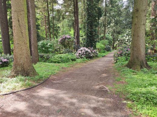 RHODO 2023_Rhododendronpark Hobbie in Westerstede Ostfriesland-Waldallee