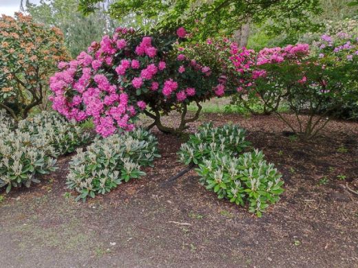 RHODO 2023_Rhododendronpark Hobbie in Westerstede Ostfriesland