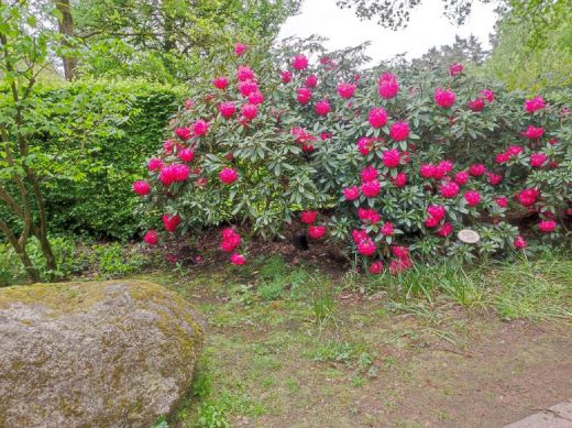 RHODO 2023_Rhododendronpark Hobbie in Westerstede Ostfriesland-Hecke