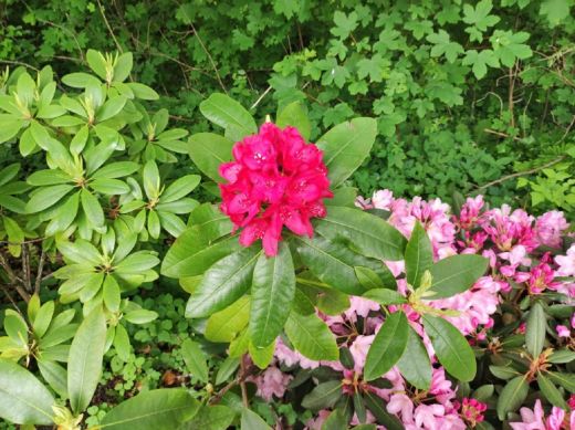 RHODO 2023_Rhododendronpark Hobbie in Westerstede Ostfriesland-Nahaufnahme