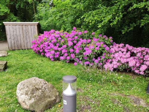 RHODO 2023_Rhododendronpark Hobbie in Westerstede Ostfriesland