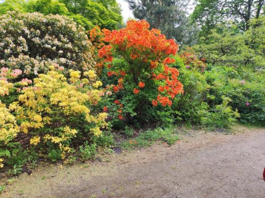 RHODO 2023_Rhododendronpark Hobbie in Westerstede Ostfriesland-Bäume