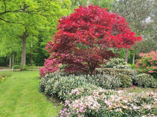 RHODO 2023_Rhododendronpark Hobbie in Westerstede Ostfriesland-Garten