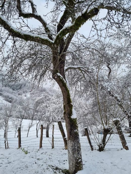 Winter in den Karpaten_2023_Weintal_Oberwischau_Maramures_Rumänien_II